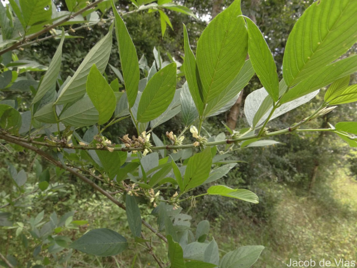 Dendrolobium triangulare (Retz.) Schindl.